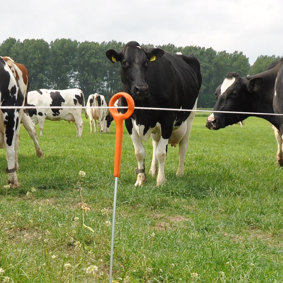 Ring top paal  1,00m (10)